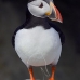 puffin_atlantic_msi_v_0968_can0581.jpg